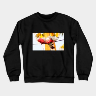 Galahs Crewneck Sweatshirt